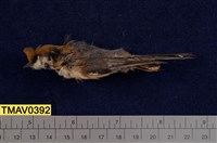 藏品(紅頭山雀)的圖片